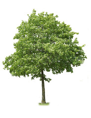 Fototapeta premium Green tree on white background