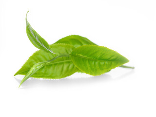 Obraz premium fresh green tea leaf isolated on white background