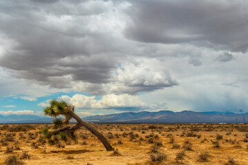 tree in the desert