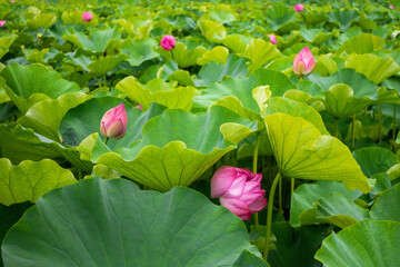 beautiful blooming pink lotus flowers over green leaves nature background