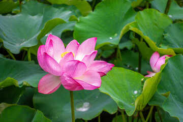 beautiful blooming pink lotus flower over green leaves nature background