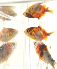 goldfish reflections