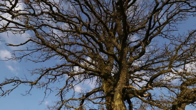 Bottom view of oak tree branches. Camera slowly moving from left to rigth making parallax efect.