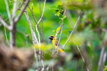 Asian Golden Weaver
