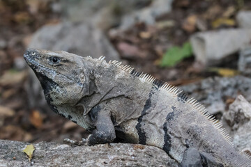 Portrait of large wild iguana rests on stones in the shade on a sunny day in the ruins of the ancient Mayan city Tulum. Mexico