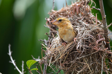 Asian Golden Weaver