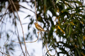 Asian Golden Weaver