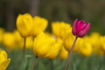 Obraz premium yellow tulip in the park 