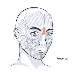 Procerus. Facial muscles of the female. Detailed bright anatomy isolated on a white background vector illustration