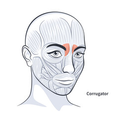 Corrugator. Facial muscles of the female. Detailed bright anatomy isolated on a white background vector illustration