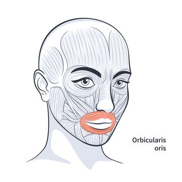 Facial muscles of the female. Detailed bright anatomy isolated on a white background vector illustration