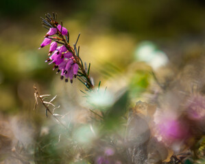 Heidekraut Erika ( Erica herbaceae )