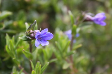  lithospermum heavenly blue