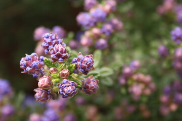 puget blue ceanothus