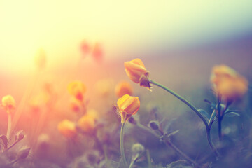 Obraz premium Beautiful vintage summer field, green grass and small yellow wild flowers, sunny morning vintage background