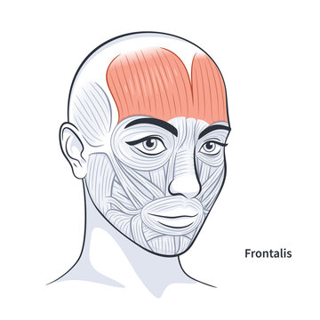 Frontalis. Facial muscles of the female. Detailed bright anatomy isolated on a white background vector illustration