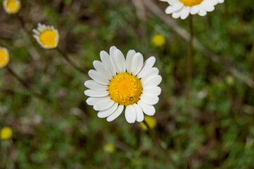 Fototapeta premium Spring daisy flower tree yellow white leaf green