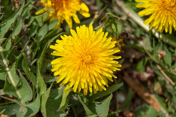 spring flower yellow leaf green