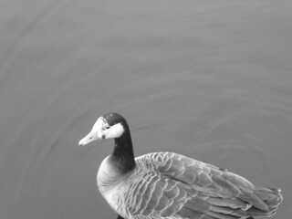goose swimming in the spring
