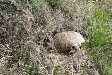 the turtle dug a hole and climbed there