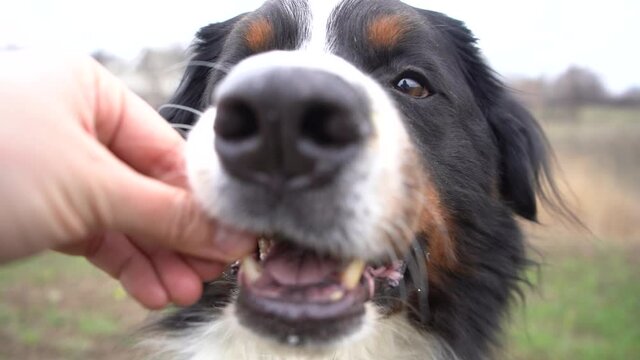 adult male bernese mountain dog eat fresh green grass