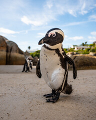 Funny penguin on the beach