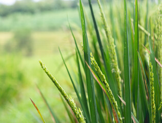 rice that grows with a green combination of yellow