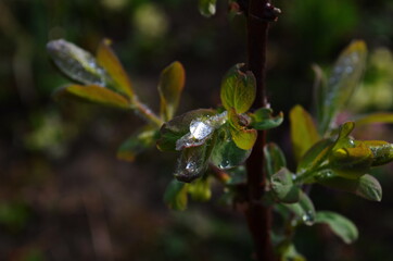 Blooming honeyberry (Lonicera caerulea) bush in May