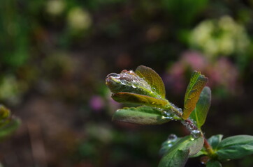 Blooming honeyberry (Lonicera caerulea) bush in May