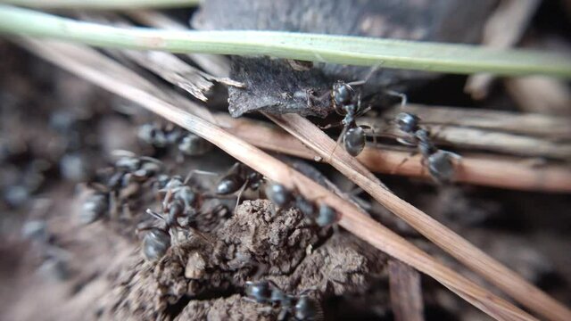 ants colony working outdoors. shooting with macro lens