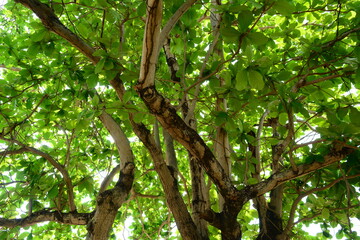 the under view of green leafs of the tree with many trunks and stalk