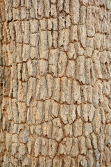 the rought grey skin of old big tree looks like crocodile skin