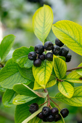 Aronia melanocarpa berries among the green foliage