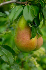Ripe pears among the summer foliage