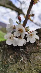 Cherry blossom in spring.
