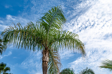 Palm tree with green leaves isolated on blue sky background with white clouds - bottom view. Beautiful tropical nature background with date palm close-up