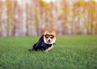 portrait of a corgi dog in a superhero carnival costume in a black mask and raincoat sitting on the green grass