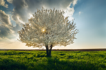 Obraz premium White flowering cherry tree in the middle in a green field at sunset.