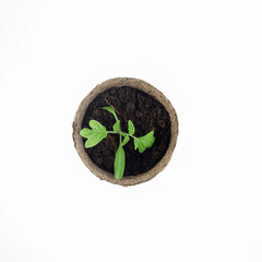 The process of growing seedlings at home. Pot with tomato seedlings isolated on white background. Agriculture. Top view