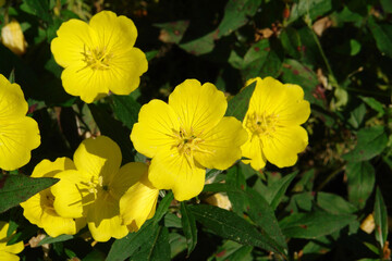 A close up of yellow flowers of evening primrose (Oenothera biennis, evening star, sundrop, suncup)...