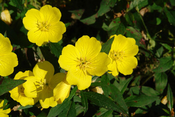 A close up of yellow flowers of evening primrose (Oenothera biennis, evening star, sundrop, suncup) in the garden