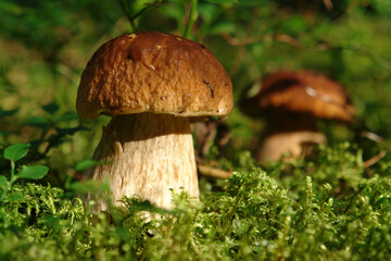 Boletus edulis (cep, penny bun, porcino or porcini) in moss