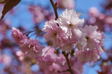 cherry blossom in spring