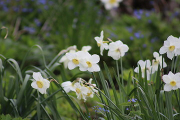 Daffodils in a garden in spring