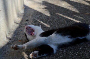 a black and white cat lies and yawns