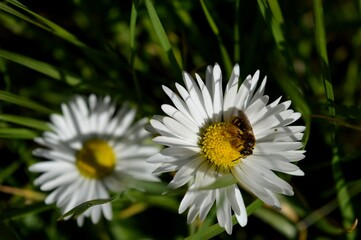 Obraz premium a small beetle on a white flower