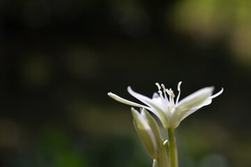 Fototapeta premium small white flower in spring