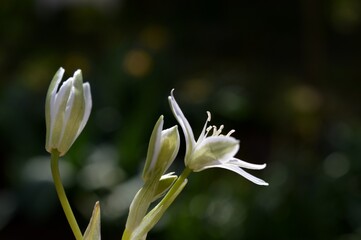 small white flower in spring