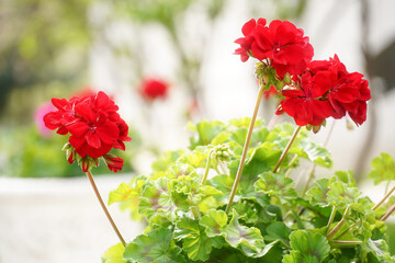 geraniums. spring flowers photographed in natural light.