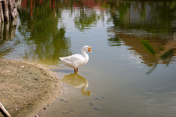Large white goose standing by the pond.